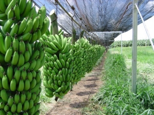 Banana Case Study - India