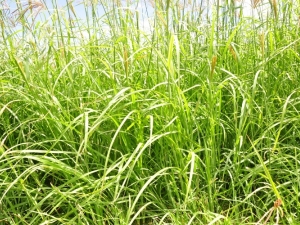Rhodes Grass Case Study - MENA