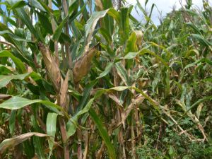 Maize Case Study - Africa