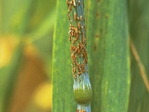 Wheat Case Study - Africa